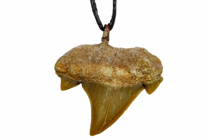.95" Fossil Mackerel Shark (Cretolamna) Tooth Necklace -Morocco